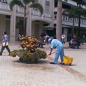 Owl Image